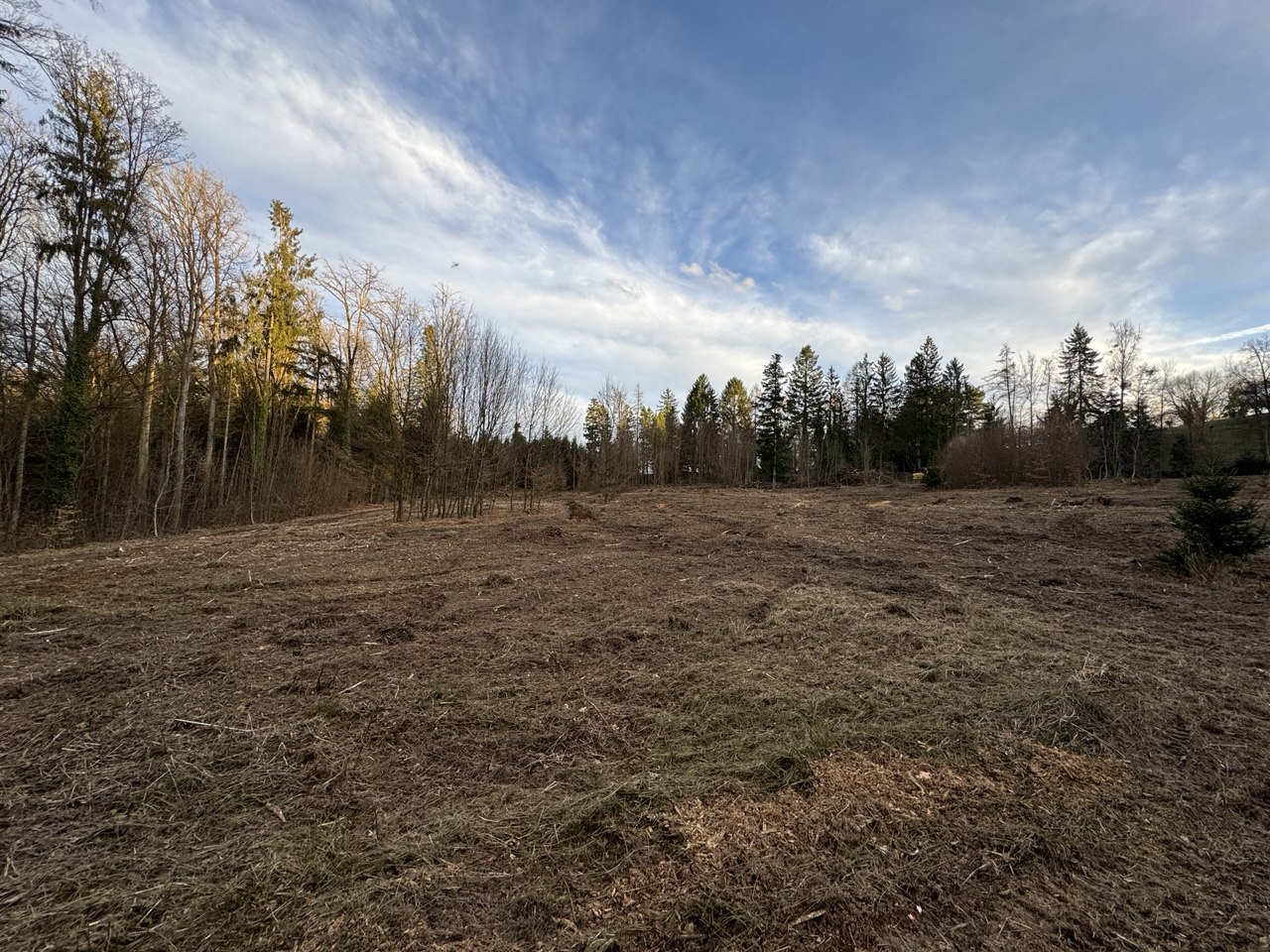Gerodete Fläche nach Forstmulchen