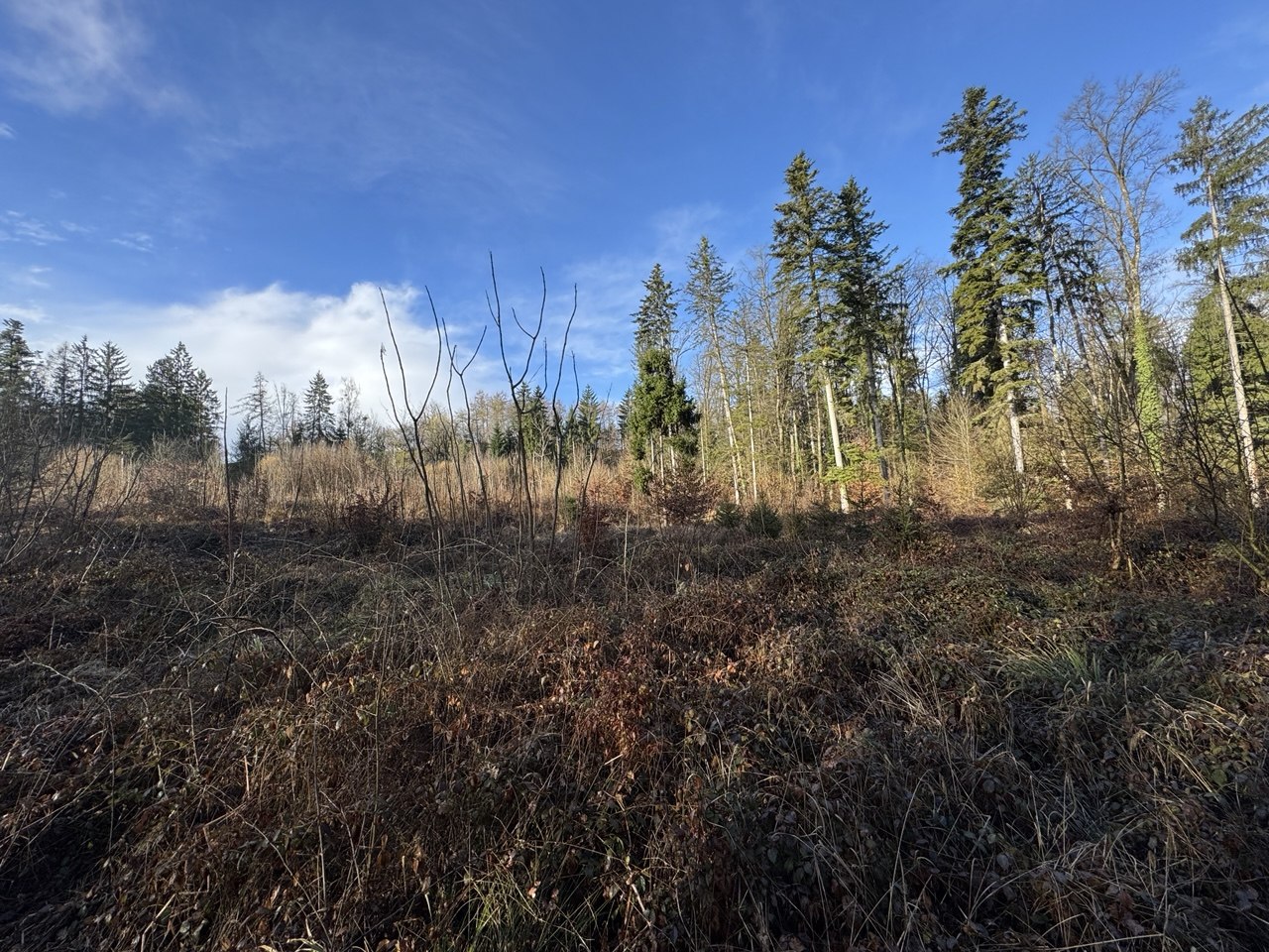 Verwachsene Fläche vor dem Mulchen