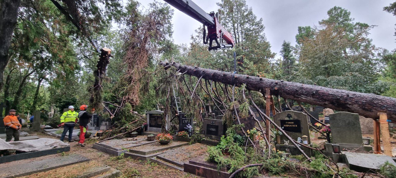 Kran hebt umgestürzten Baum