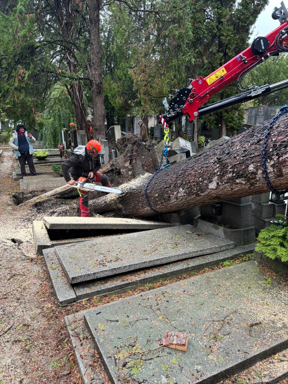 Baumstamm-Bergung mit Kran
