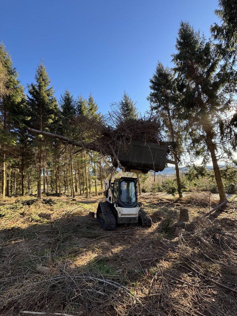 Raupenlader hebt Äste